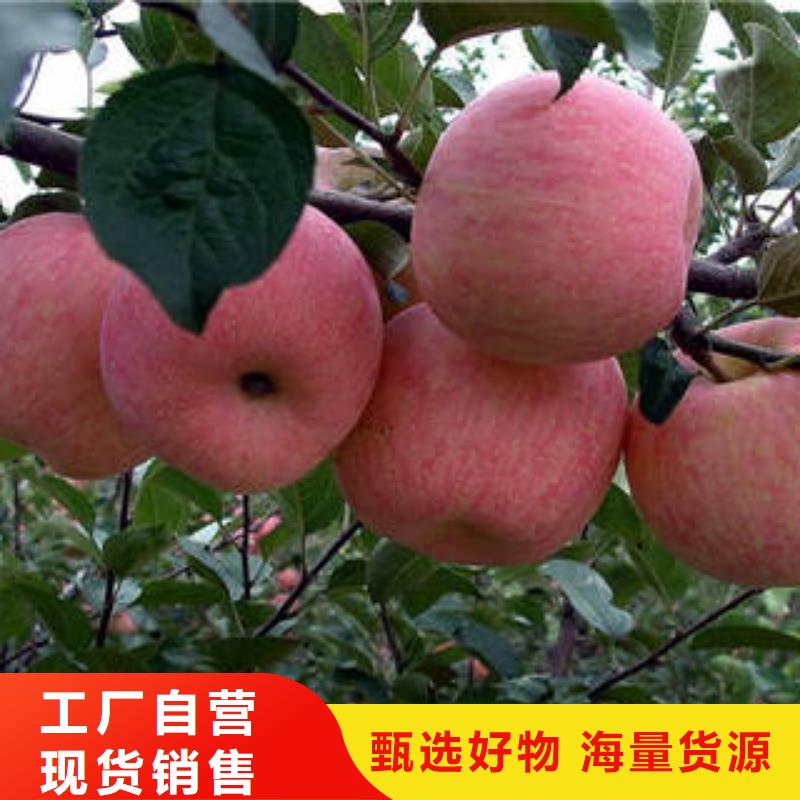 红富士苹果苹果种植基地买的是放心国标检测放心购买