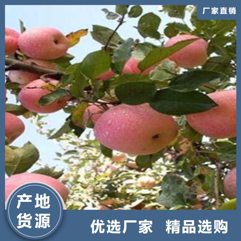 【红富士苹果】嘎啦苹果适用场景精工制作