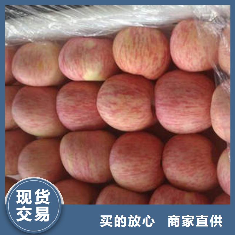 红富士苹果_嘎啦果您想要的我们都有产品优良