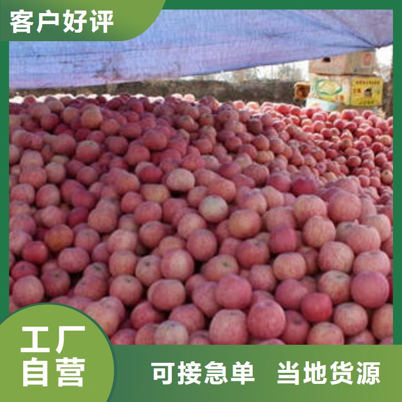 红富士苹果嘎啦苹果现货直发当地货源