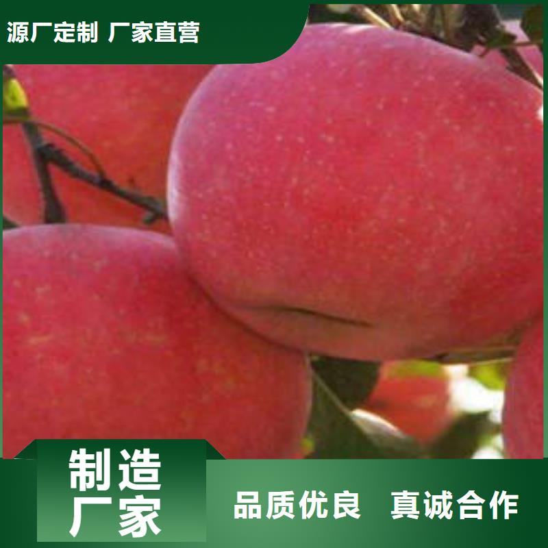 红富士苹果红富士苹果批发设计制造销售服务一体价格合理