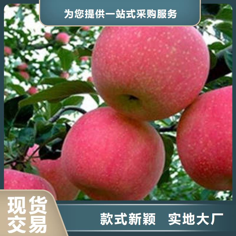 红富士苹果免费安装质量优价格低