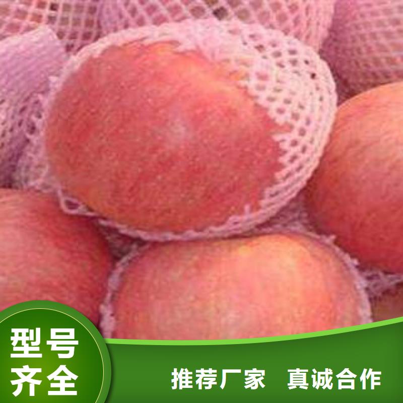 【红富士苹果】-嘎啦苹果有实力有经验本地生产厂家