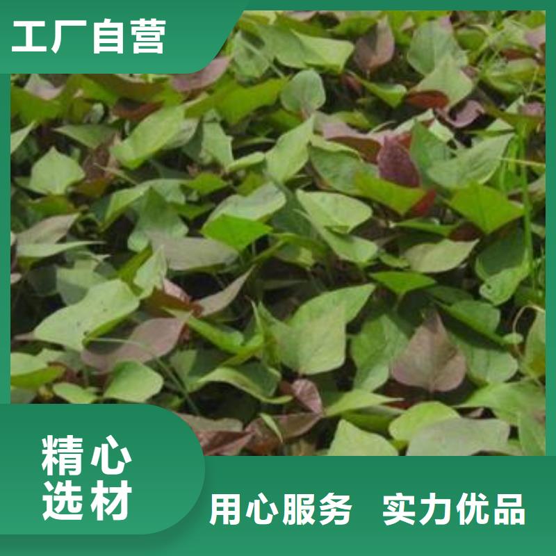 紫薯苗-羽衣甘蓝粉满足客户需求本地生产商
