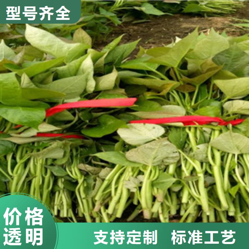 【紫薯苗紫薯雪花片支持定制批发】精选厂家好货