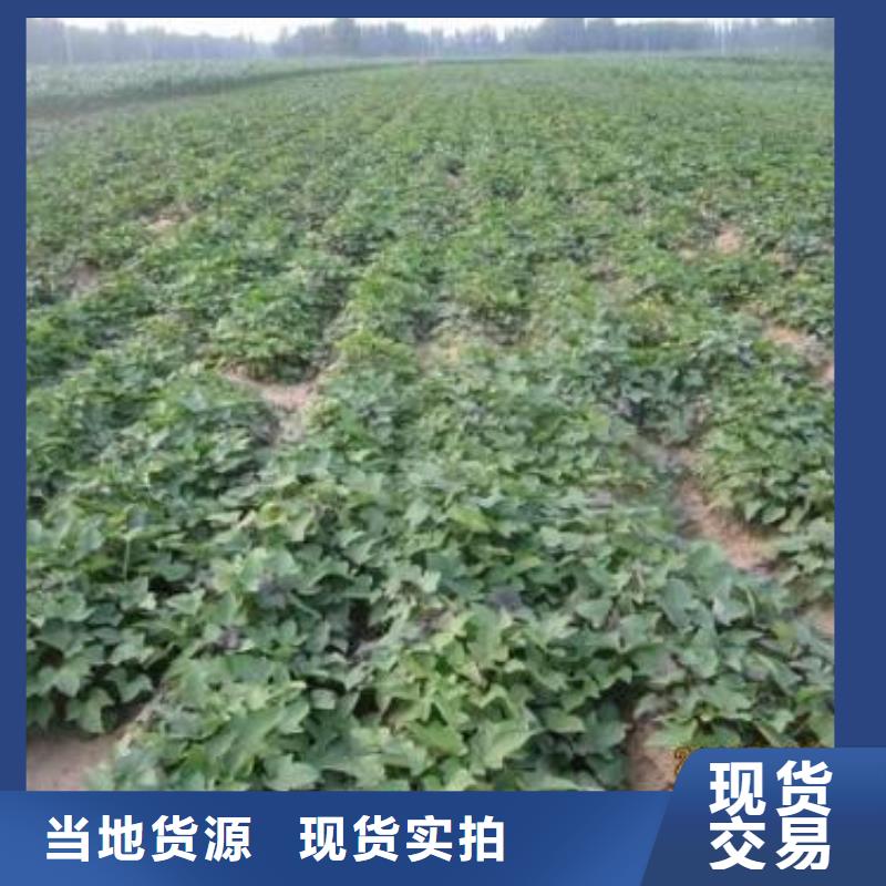 紫薯苗紫薯粉价格公道合理批发价格