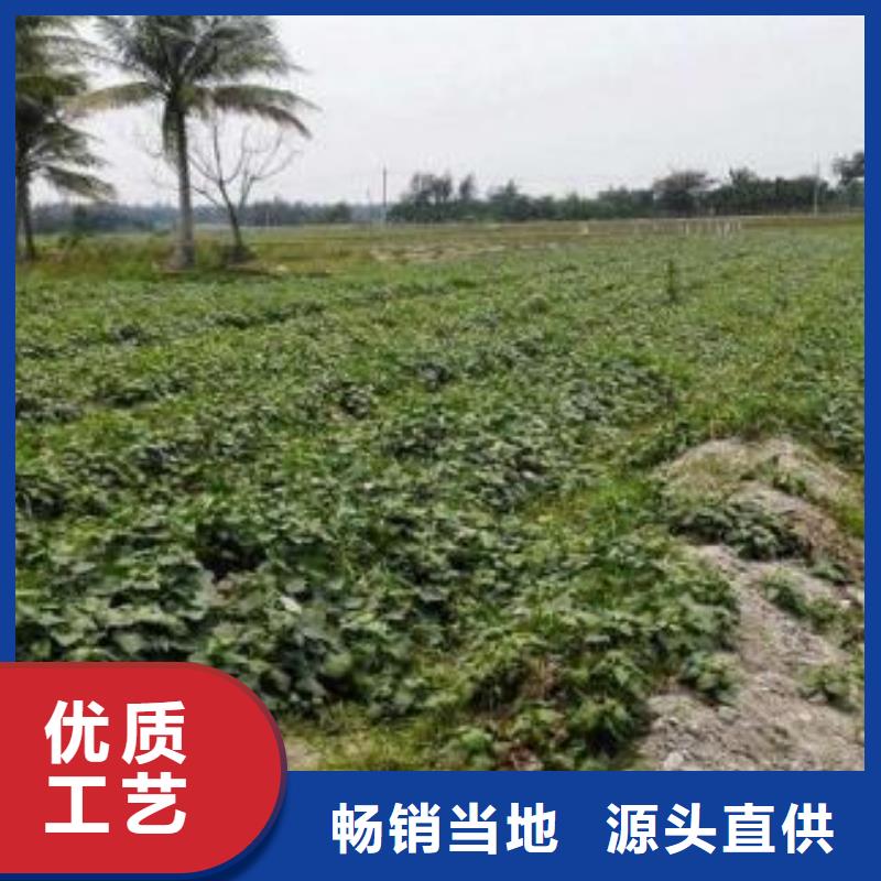 【紫薯苗】紫薯雪花片定金锁价本地经销商