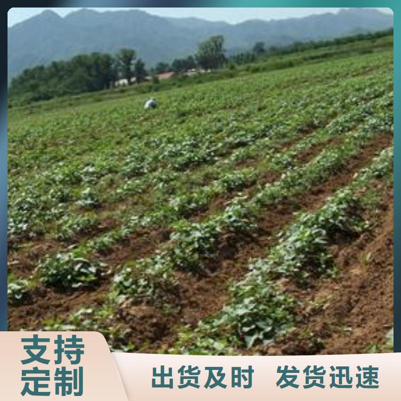 【紫薯苗羽衣甘蓝粉畅销本地】不只是质量好