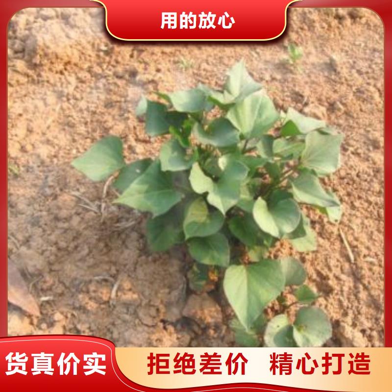【紫薯苗南瓜粉行业优选】快速生产