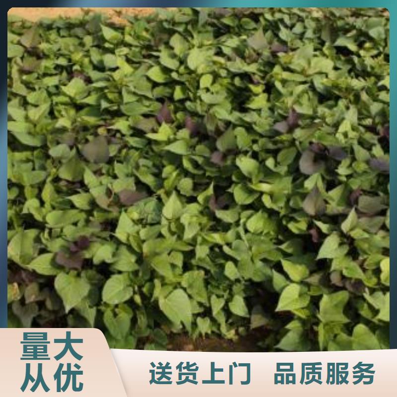 紫薯苗,羽衣甘蓝粉有口皆碑品质可靠