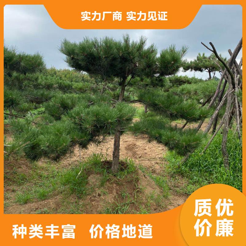 造型松-迎客松好货采购严格把控质量
