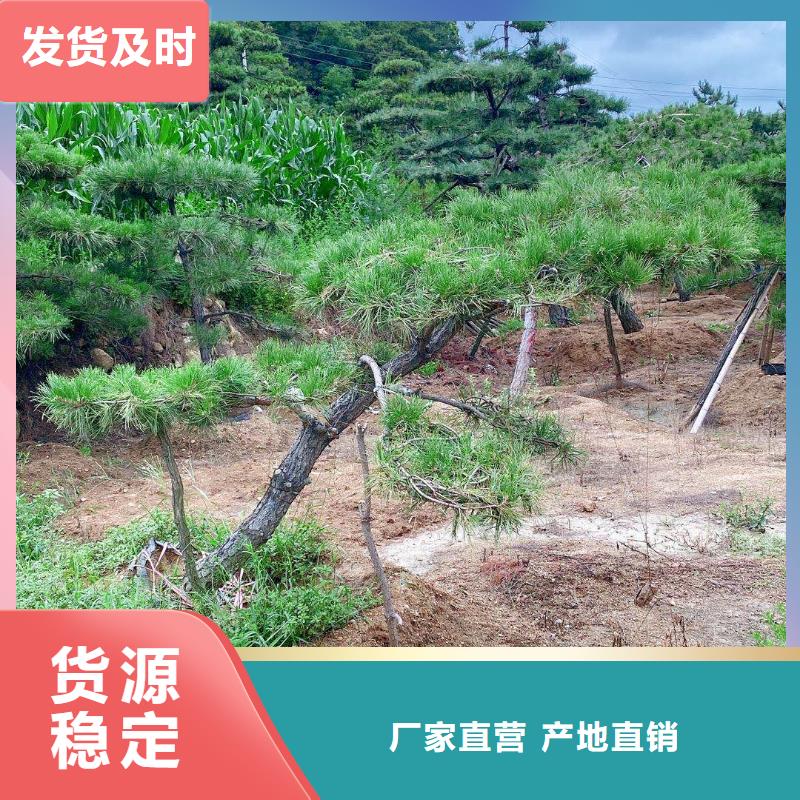 造型松精品选购本地供应商