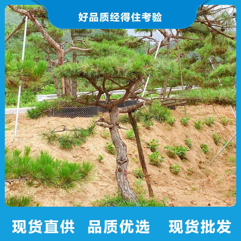 【造型松 迎客松让利客户】用好材做好产品