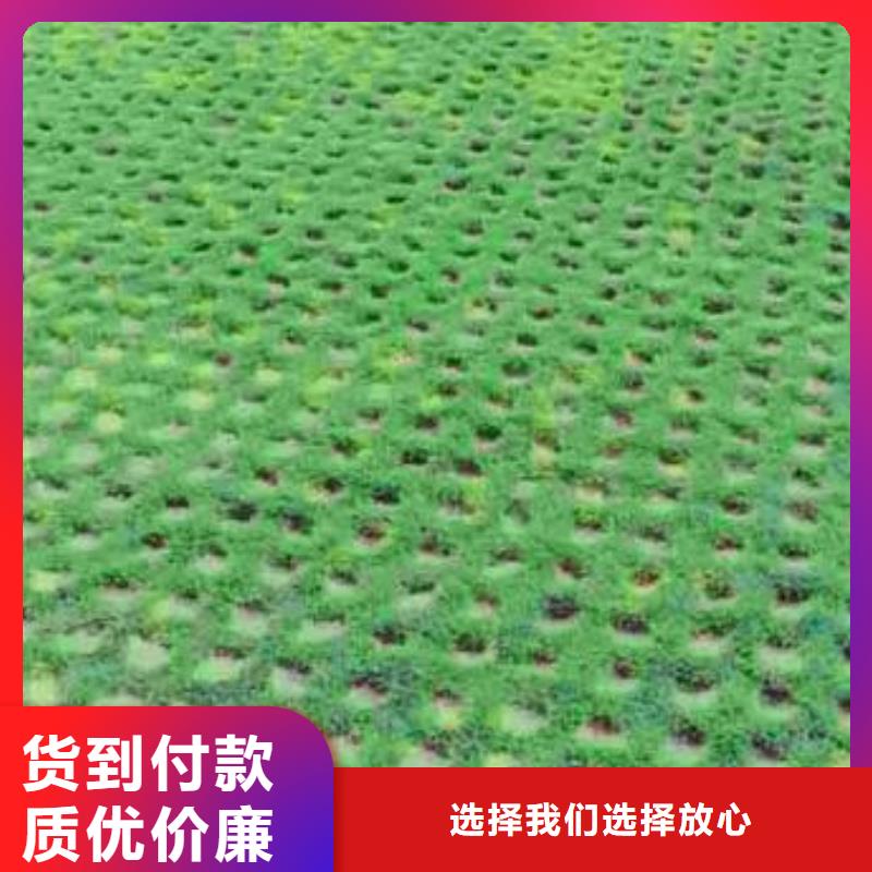 植草格PP焊接土工格栅按需定制当地公司