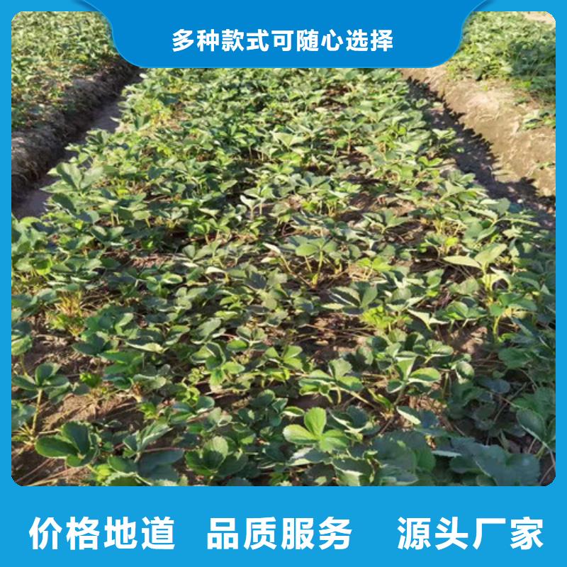 草莓苗杏苗量少也做本地公司
