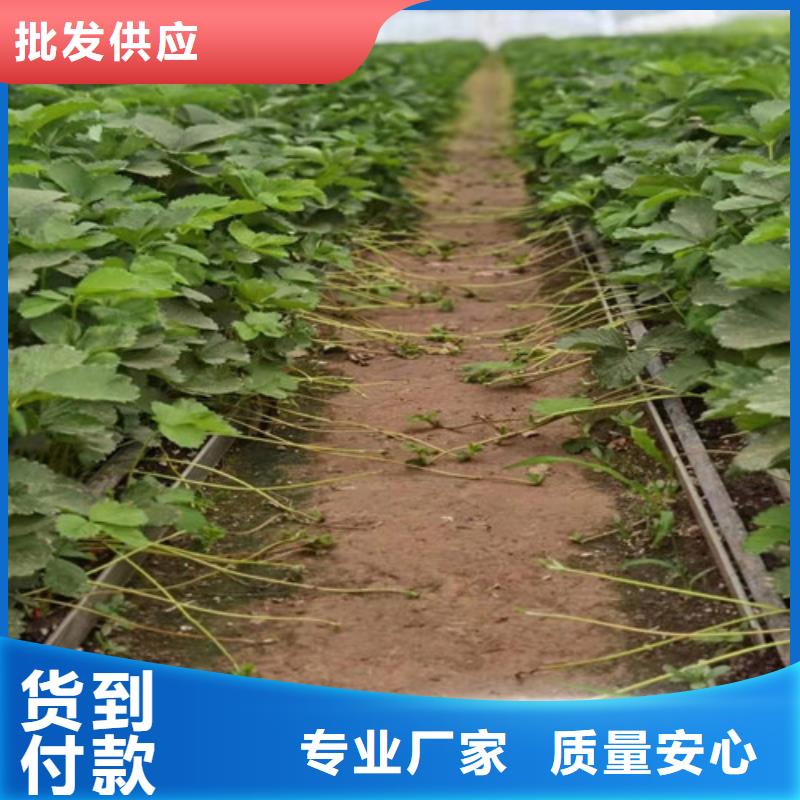 【草莓苗无花果苗定制速度快工期短】<当地>公司