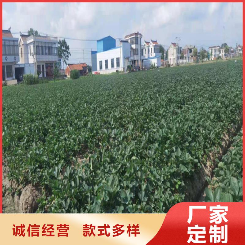 草莓苗车厘子苗实地大厂品质无所畏惧
