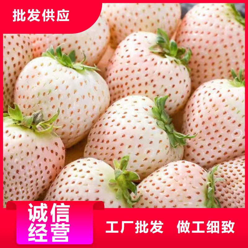 草莓苗桃树苗当地货源精心打造