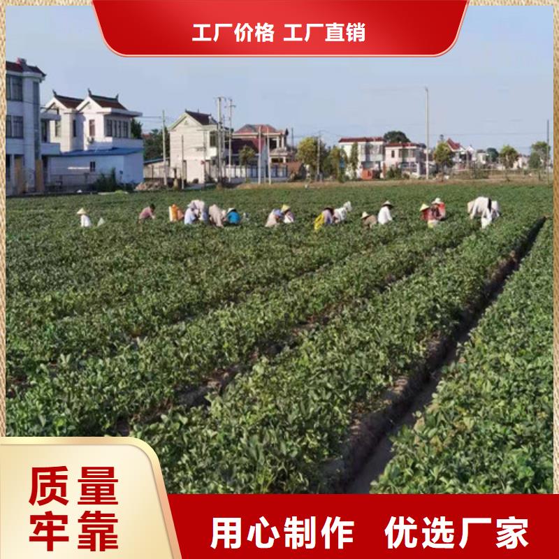 草莓苗_梨树苗通过检测符合标准