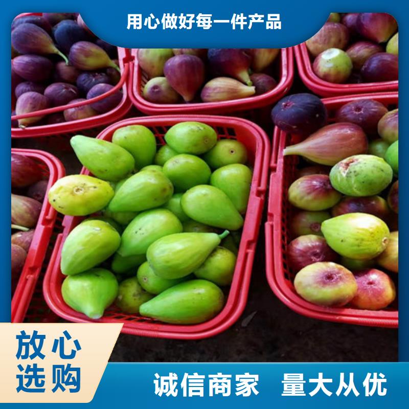无花果_猕猴桃苗细节展示购买的是放心