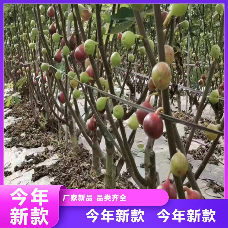 无花果【蓝莓苗】厂家自营多家仓库发货