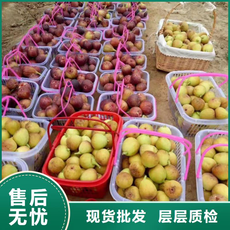 无花果_薄壳板栗苗款式多样同城公司