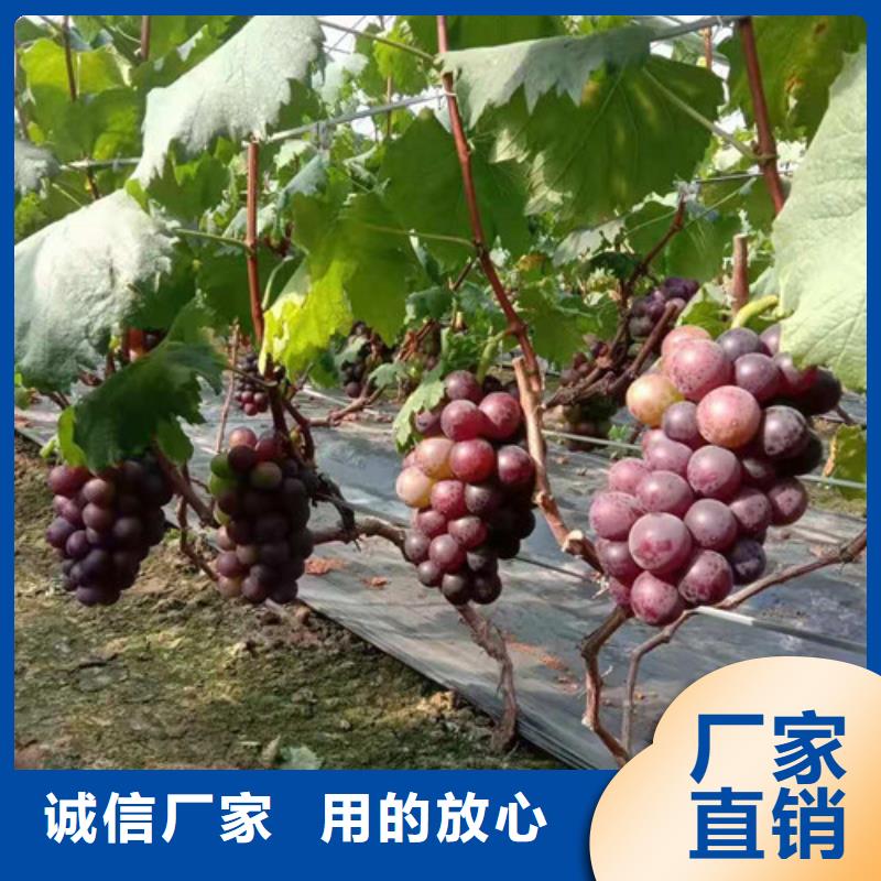 葡萄【水蜜桃苗】设计制造销售服务一体当地厂家