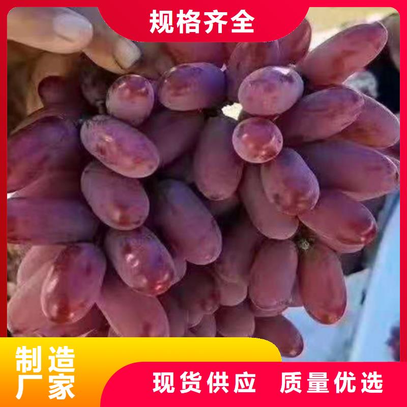 葡萄大棚草莓苗买的是放心大库存无缺货危机