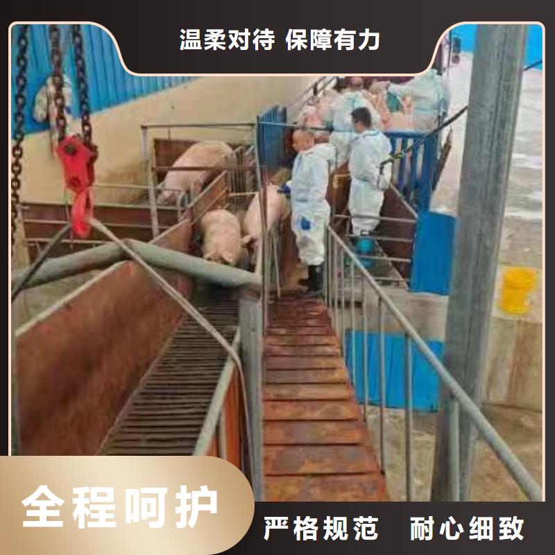 宿迁市到蚌埠牲畜运输经验丰富