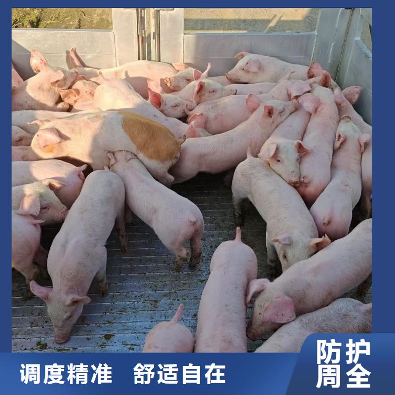 宿迁市泗洪到山东猪只运输专用车小心谨慎
