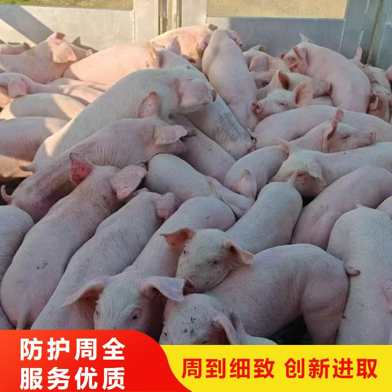 宿迁市沭阳到阜阳牛运输妥善安置