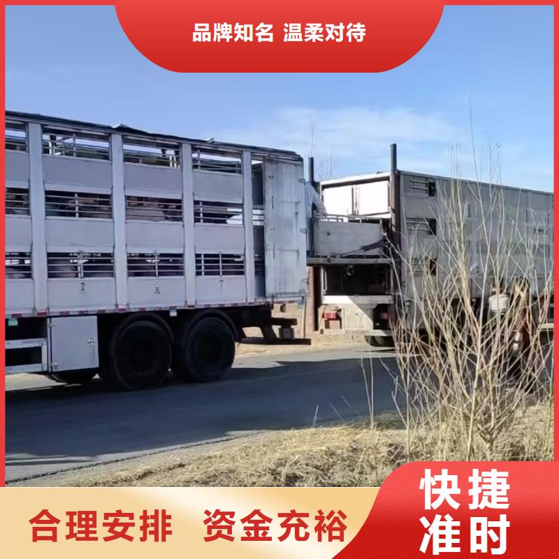焦作到漳州高栏车肥猪运输团队专业
