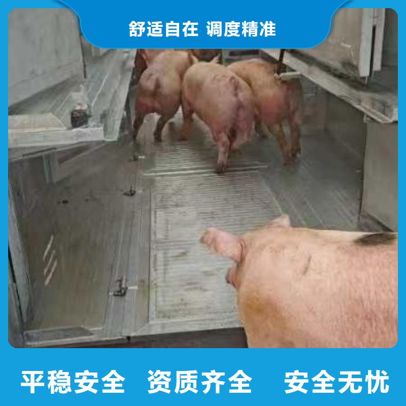 杭州到金昌牲畜运输设备精良