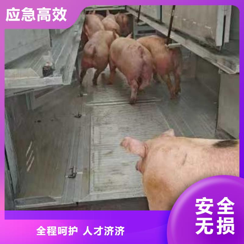 宿迁市泗阳到衢州农牧运输口碑良好
