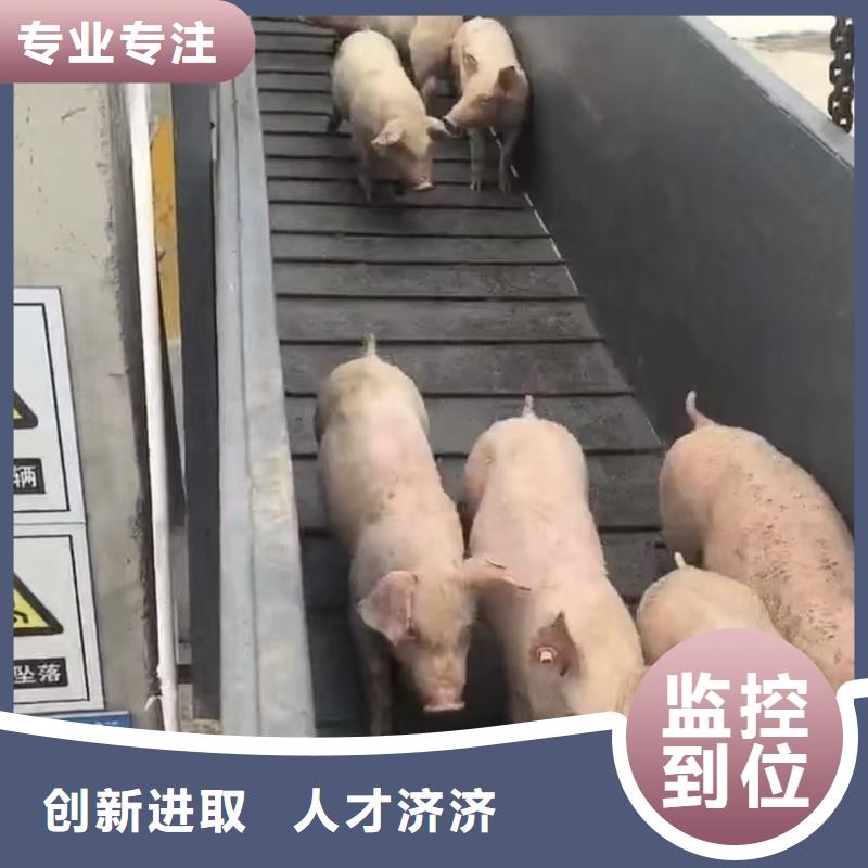宿迁到青岛活禽运输省内隔天送达