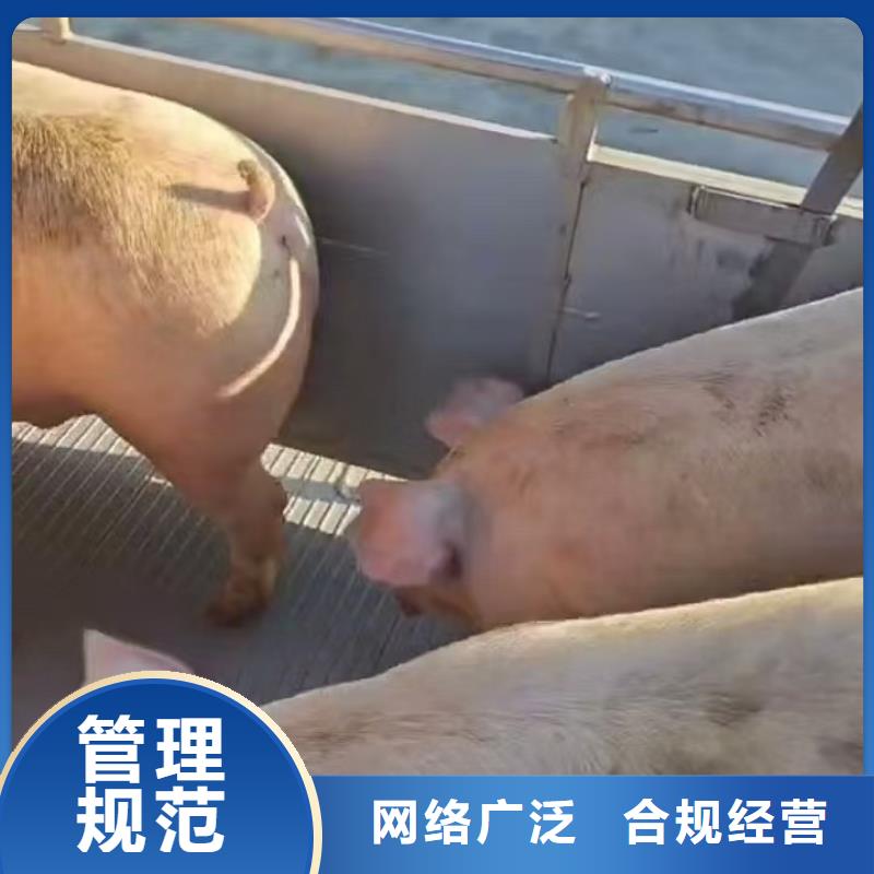 宿迁市泗阳到驻马店猪只贸易正规物流