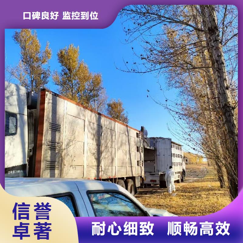 宿迁市泗阳到安阳种猪运输设备精良