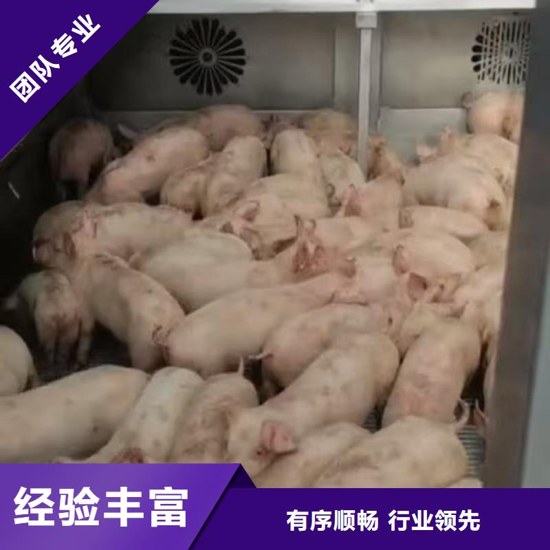 宿迁市泗洪到浙江种猪空调车运输放心省心