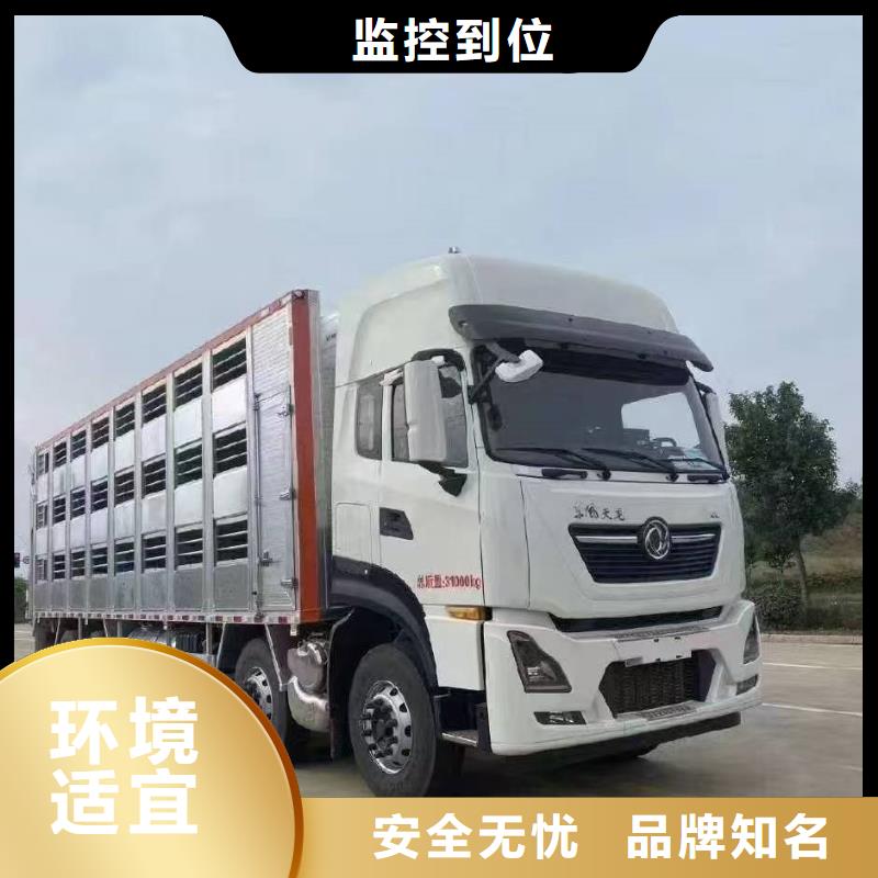 东营到山南牛运输专用车路线优化