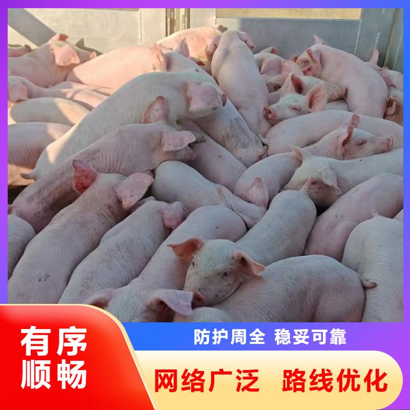 泗阳县到牡丹江牲畜运输有序顺畅