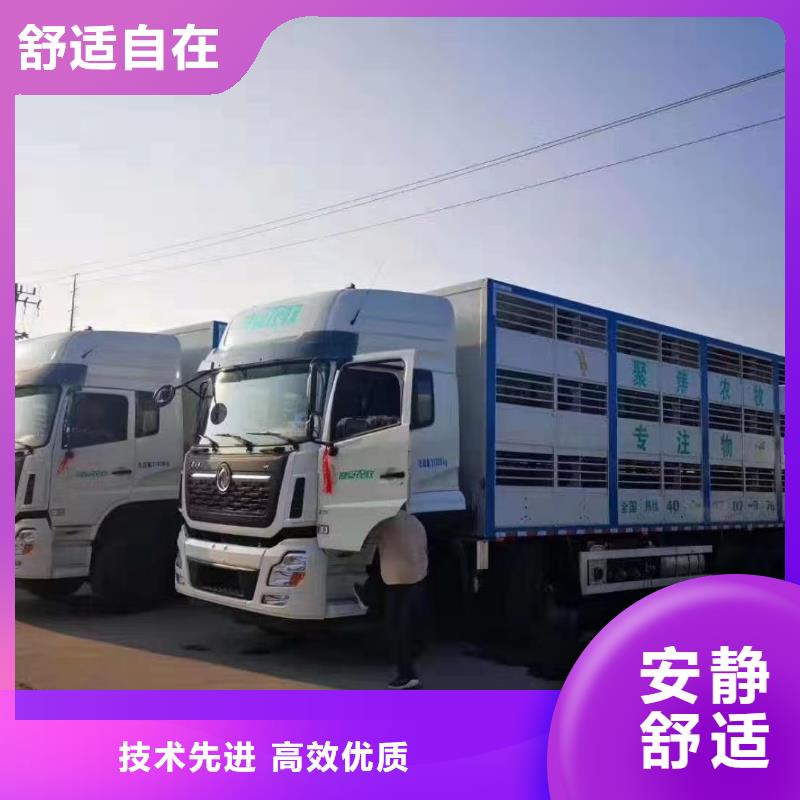聊城到眉山牲畜运输资金充裕