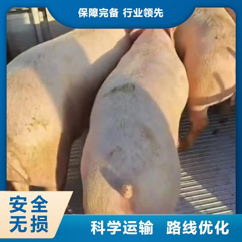 洛阳到防城港种猪空调车运输贴心服务