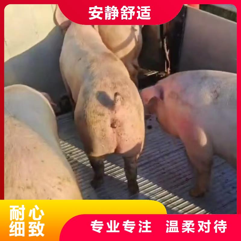 宿迁市到盐城猪笼车运输行业领先