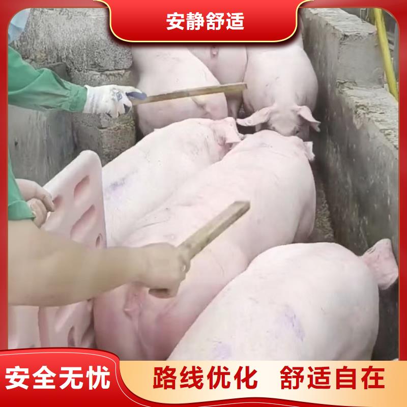 宿迁市泗阳到黄山高栏车肥猪运输按时到达
