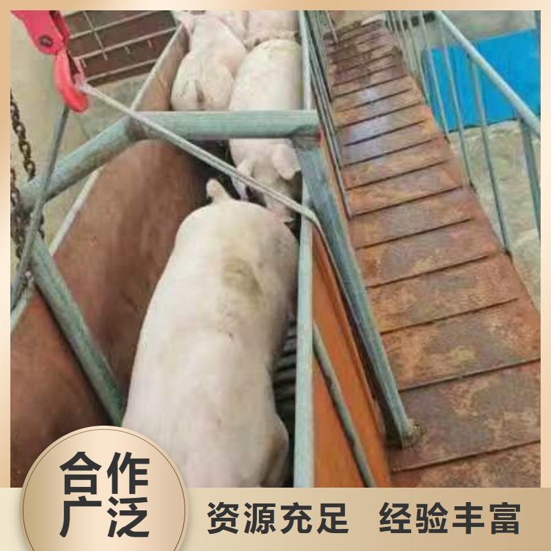宿迁市泗阳到六安猪牛羊运输温柔对待
