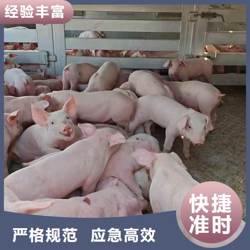 宿迁市沭阳到蚌埠猪笼车物流保障有力