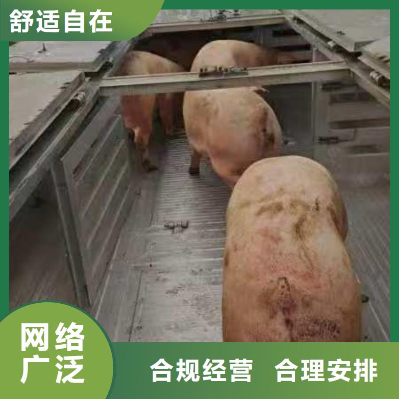 宿迁市泗阳到平顶山牛运输保障完备
