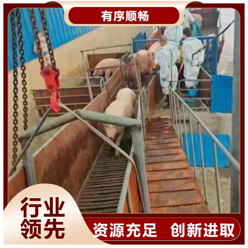 宿迁市到洛阳生猪运输及时送达