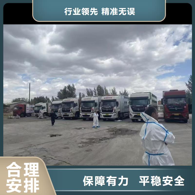 烟台到铜陵猪只贸易合作广泛