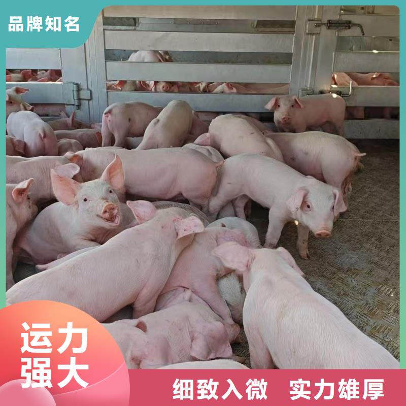 宿迁市泗阳到济南空调车运输准时准点